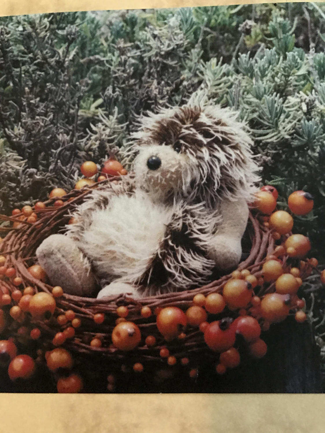 Gemini Bears Rare "Spike" Hedgehog pattern from New Zealand